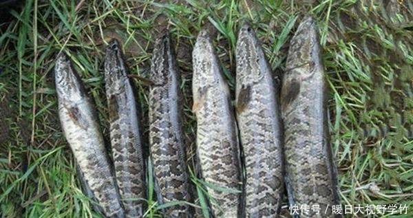 饵料|黑鱼怎么钓?用什么饵料钓最好?