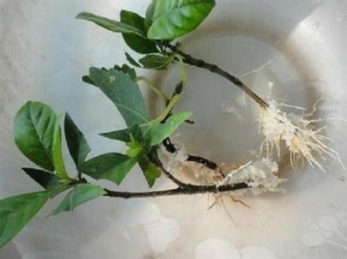 “这”4种花很贵,不要买,偷偷折一根枝,遇土就活,1毛钱不花