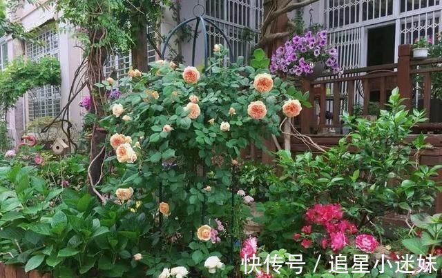 有了30平方的小院,能将日子过成了诗简单而精致,优雅而从容