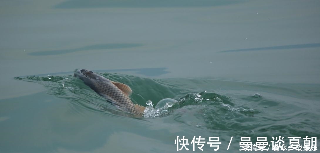 鱼星|打了好窝后,如何判断鱼进窝呢教你3招,最后那招太实在了