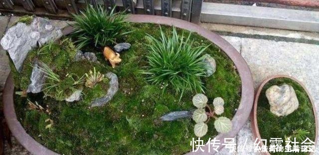 采集|养盆景，怎样才能在盆面上长出青苔，增加观赏性！