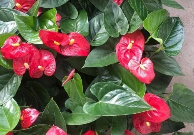 5种漂亮花，好打理易爆盆，花朵烂漫迷人，美爆了