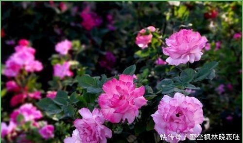 多情明月洒东墙,拥蟾光,理红妆