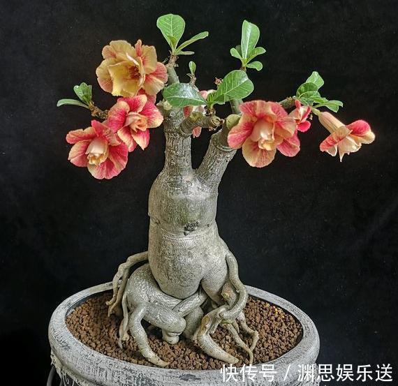 爱好|新手养沙漠玫瑰,满足它的“小爱好”,一盆养十年,年年开满花