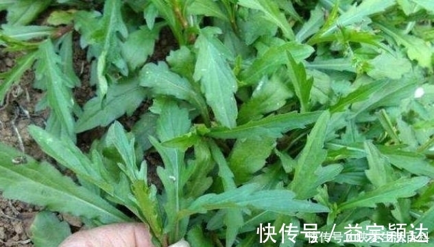 含羞草|几种路边常见的野草，具有很大的药用价值，遇见请珍惜