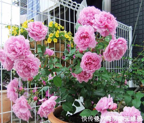 不会扦插月季花,小花匠教你个“小窍门”,2周长满根,100成活