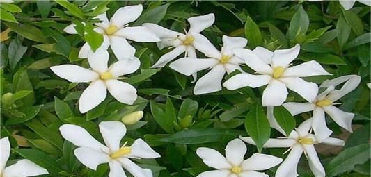 3种花，再好看也不要乱尝试，养花大神也难养好