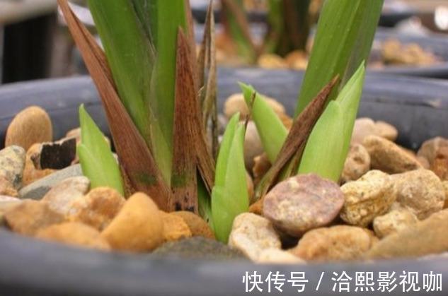 花莛|要把带花苞的兰花种活，要去“剪一刀”，不然就“悬”咯！