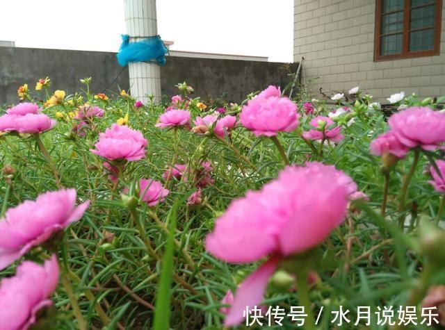 老桩|养一年生太阳花和宿根太阳花,用1招,一棵养2年,开花多变老桩