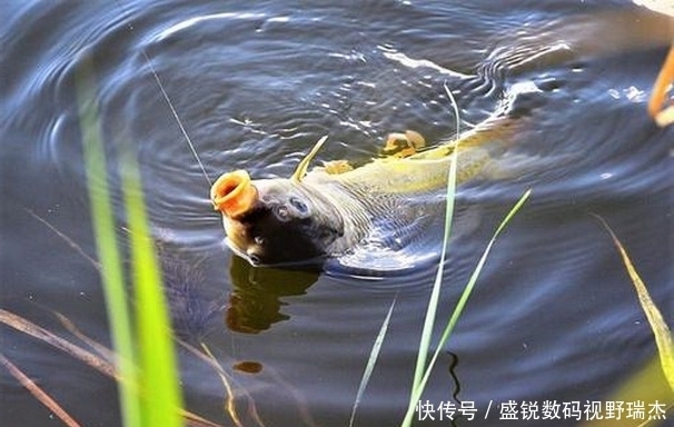 钓友们|野钓钓位不要相邻太近,孤单一些更加容易爆护