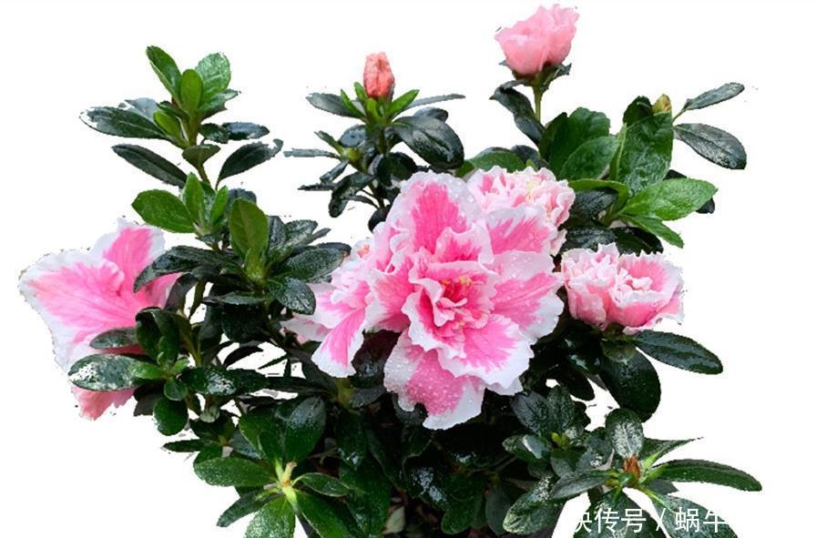养茶花和杜鹃花，冬春季节一定要做好四点，要不然花苞打不开