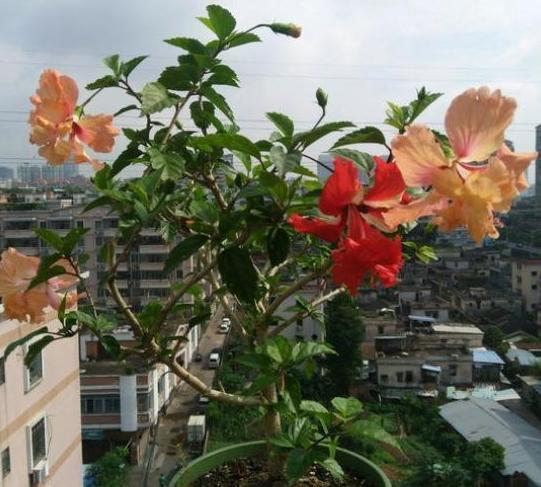 花盆|园艺新人不可错过的5款植物,好看又好养,全开重瓣花