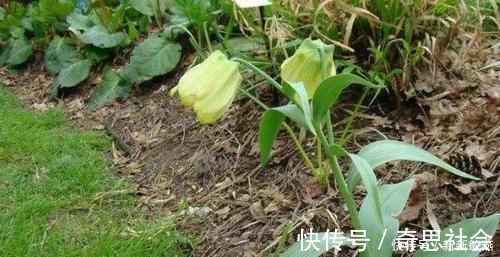 沙藏|农村一种野草,专家说可清热润肺,以前不被重视现在一斤80元