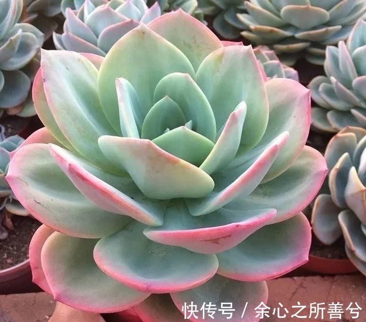 寒冬多肉常见问题叶子干瘪、花头不饱满,到了春天怎么养健壮?