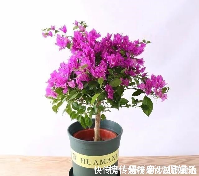 养花有“六戒”、“五忌”，难怪你的花总养不好，原来是犯了忌讳！