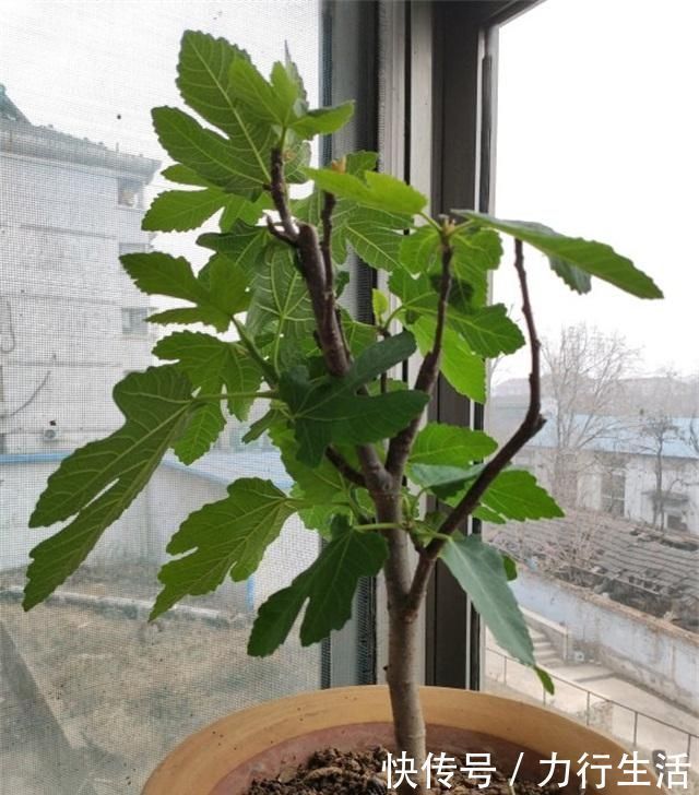 观赏价值|4种性价比超高的盆栽,既是盆景又是果树,少抽两包烟也要养一盆