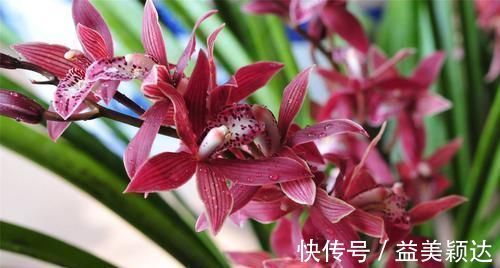 扦插|养花长虫不开花？1个洋葱全搞定，虫子褪去，花开满盆！