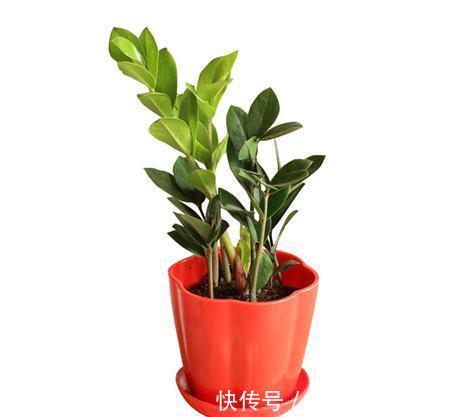 几种植物立冬节气种植，财源滚滚“不请自来”，一般人我都不告诉