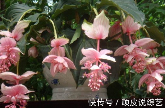 喜欢在家养殖花卉，就选这几款花卉，清爽迷人，充满温暖浪漫