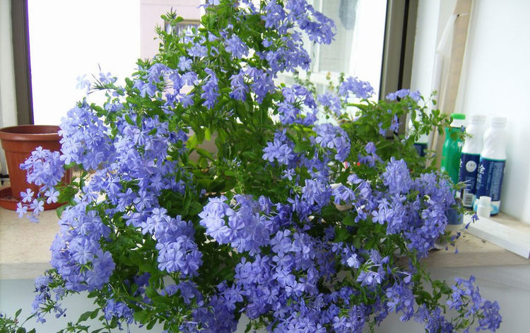 太阳大|这6种花就喜欢水多,夏天越浇越爆盆,一缺水就焉了