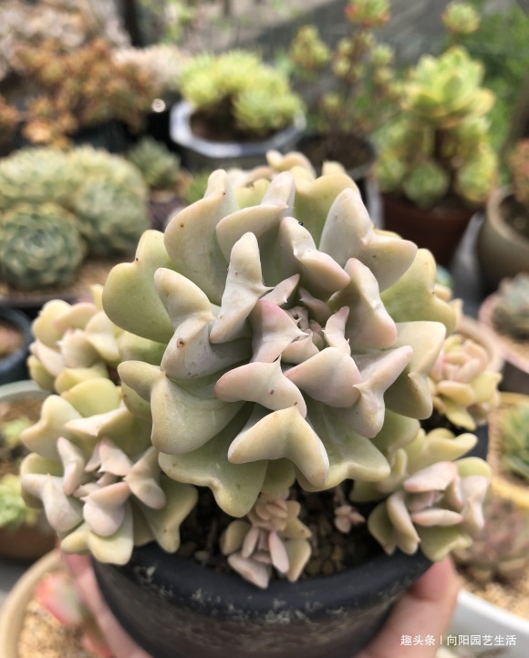 夏天多肉很便宜，不要“乱买”，温度高服盆慢，买回家养不活