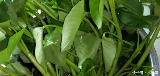 爆炒|这菜是个宝,看见再贵也要买,吃一次等于给肠胃洗个澡!