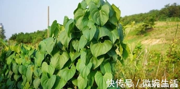 玉米地|此物农村玉米地里随处可见,有网友出价3千元,看啥情况?