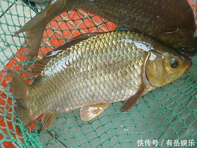 爆护|了解鲫鱼吞饵的3个步骤,方可准确提竿,成天爆护而归