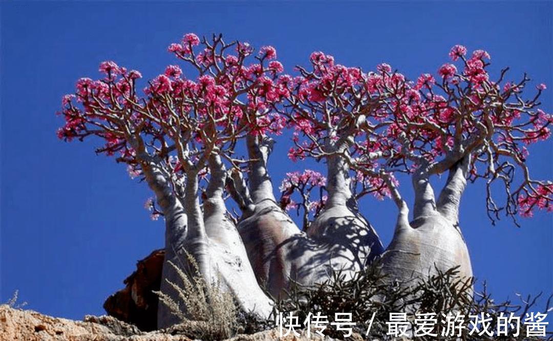 5种漂亮花，冬天爱睡觉，少水缺粮多晒晒才能长得好