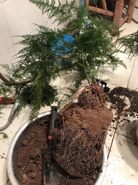 扦插|不用扦插,养花1盆变10盆,把根一掰,成活率翻倍!