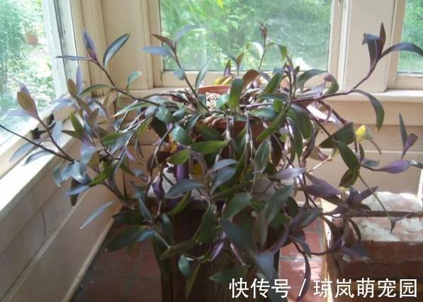 重视健康?不喜欢运动?在家养紫竹梅,注意3点净化作用明显