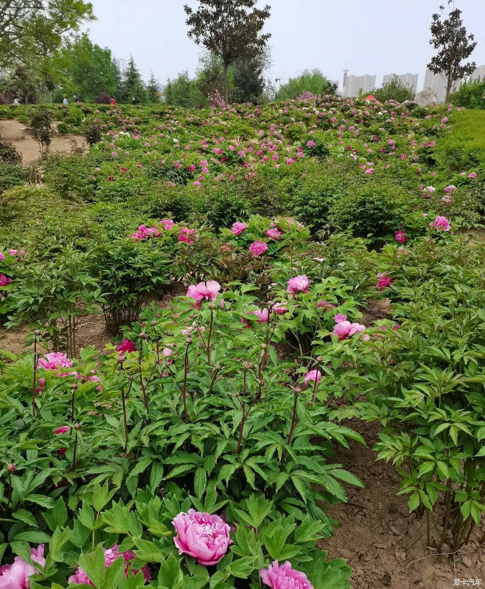 花开时节动京城，唯有牡丹真国色