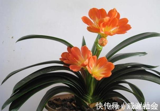 君子兰浇水，掐准“时间”，不早不晚“刚刚好”，养出肥厚好叶片