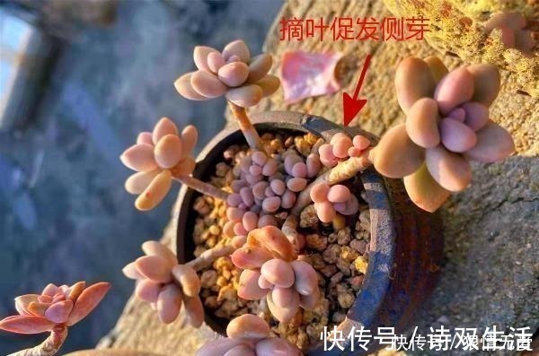 多肉养成“独杆司令”莫慌，做好这4步，侧芽猛长，爆盆不难！