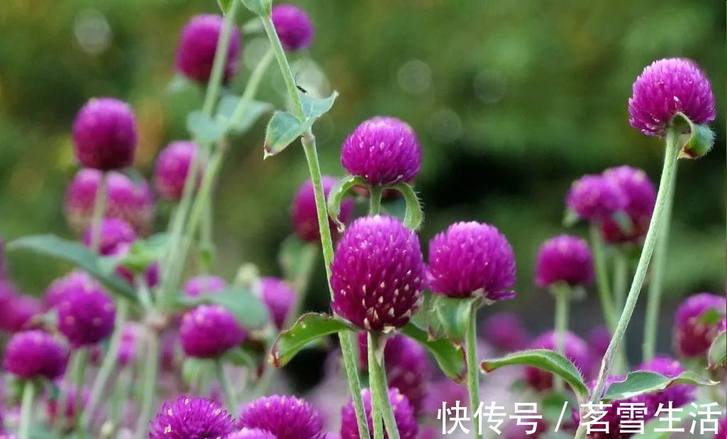 千日红它是一种不会褪色的花,花色鲜艳靓丽,花期还较长