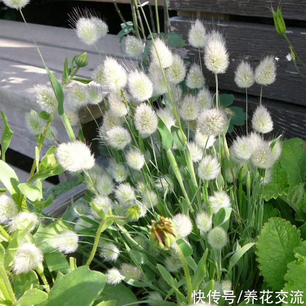 盆栽|5月开花烂漫的兔尾草，适合盆栽，比狗尾巴草还好养