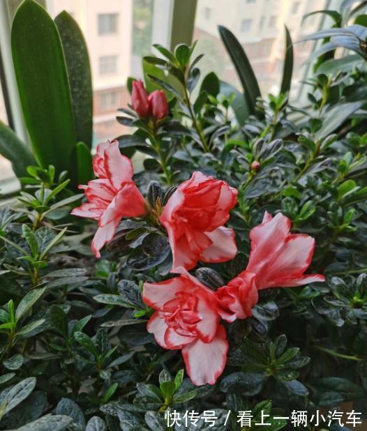 养花不会施肥,花又小又弱,17种花卉的施肥方法,赶紧收藏