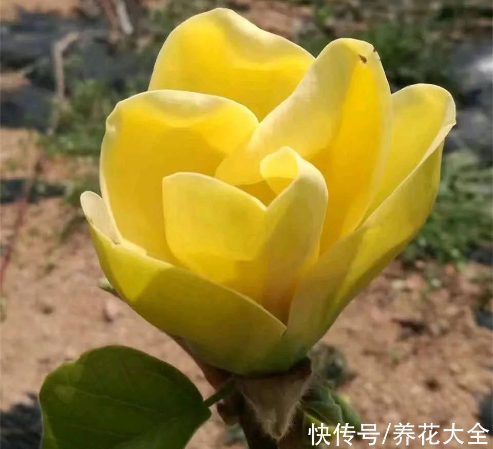 家门口种棵“吉祥花”，满树都开花，还有“镇宅”好兆头