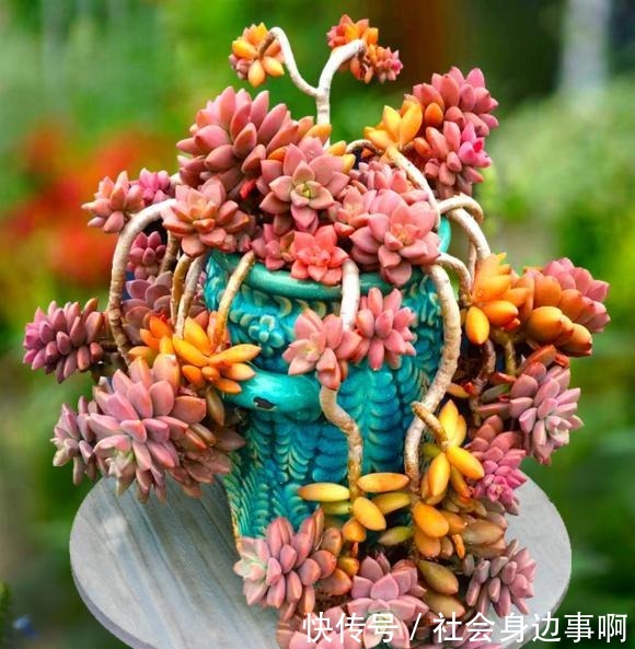 养多肉，我只选这1种，3年就成“老桩”还爱爆头，漂亮又好养！