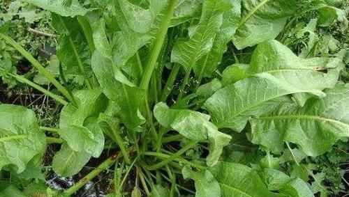 清热解毒|农村路边喂猪的野草，浑身都是宝，清热解毒，疏风祛湿，早知早好