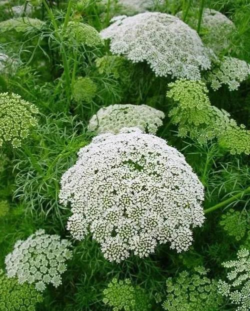 10种出彩的庭院地被花儿,最适合的才是最好的