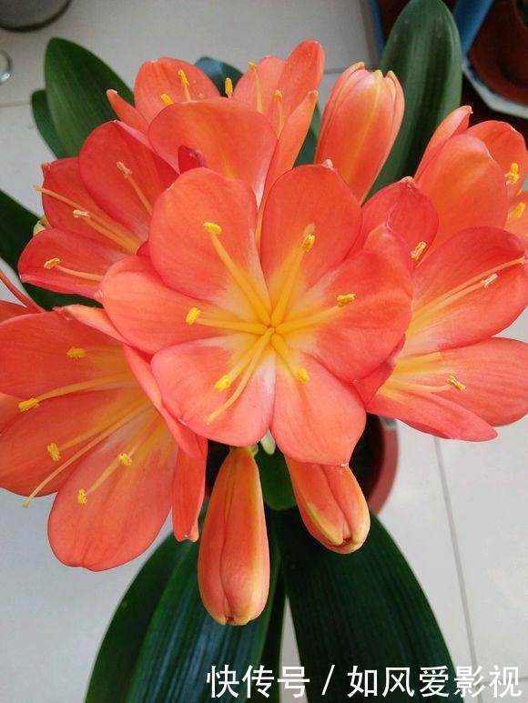 陶粒|土里洒点小玩意，君子兰猛冒花骨朵，10年不烂根