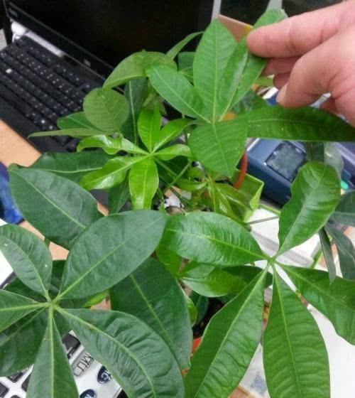 给发财树浇水加点“料”,不烂根,不黄叶,新芽“噌噌”长