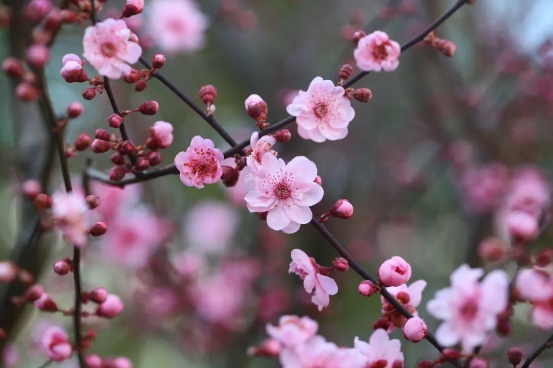 一树粉红，枝枝绽芳华！古猗园赏梅正当时~