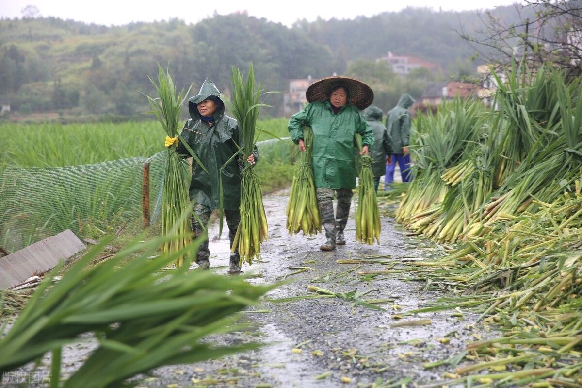 茭白|“水中参”茭白，鲜脆滑口的江南三大名菜之一