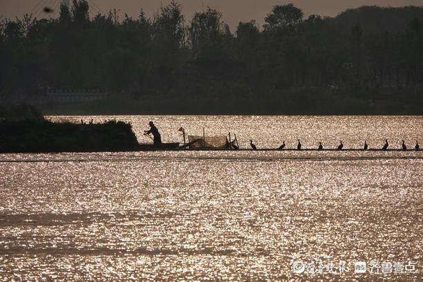 华山湖|华山湖“湖”拍，夕阳下的鱼鹰站成一排