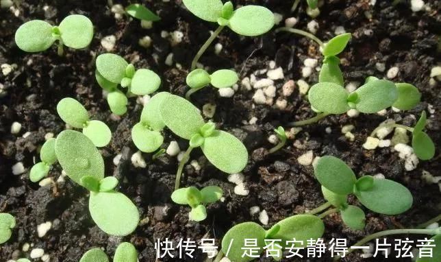 茼蒿|阳台就是大菜园，这6种蔬菜都能种，一年不用买菜，全家都够吃