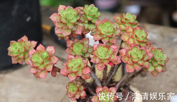 泥炭土|夏天养多肉，做好“关键4点”，安全度夏，越养越肥，越养越壮！