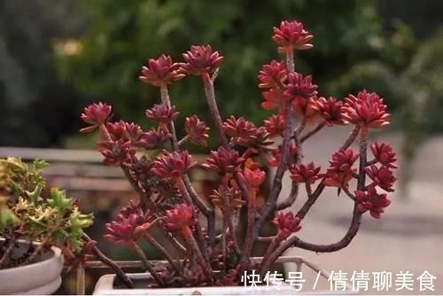 叶片|5种直立性很强的多肉,轻松养出精致漂亮的直立桩,别有一番韵味