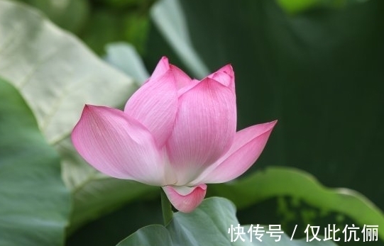 家庭|12月中旬,4属相吉星照耀,家庭美满,事业进步,生活如鱼得水